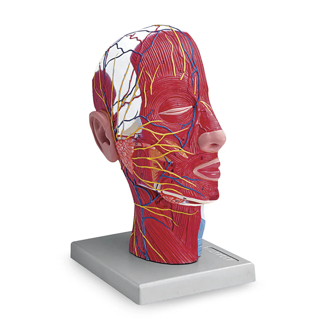 Half-Head Model