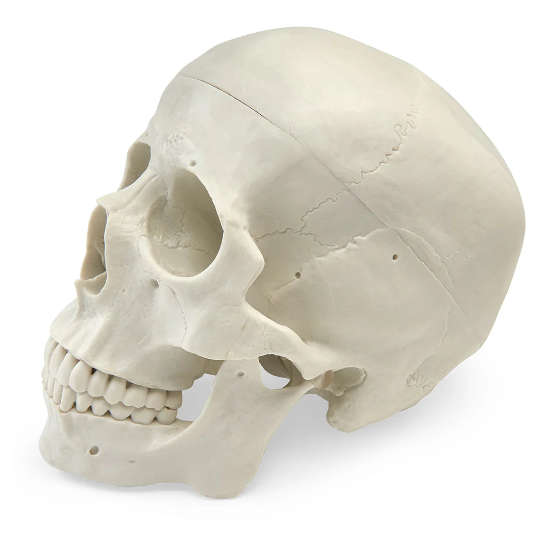 Human Skulls (3-Part)