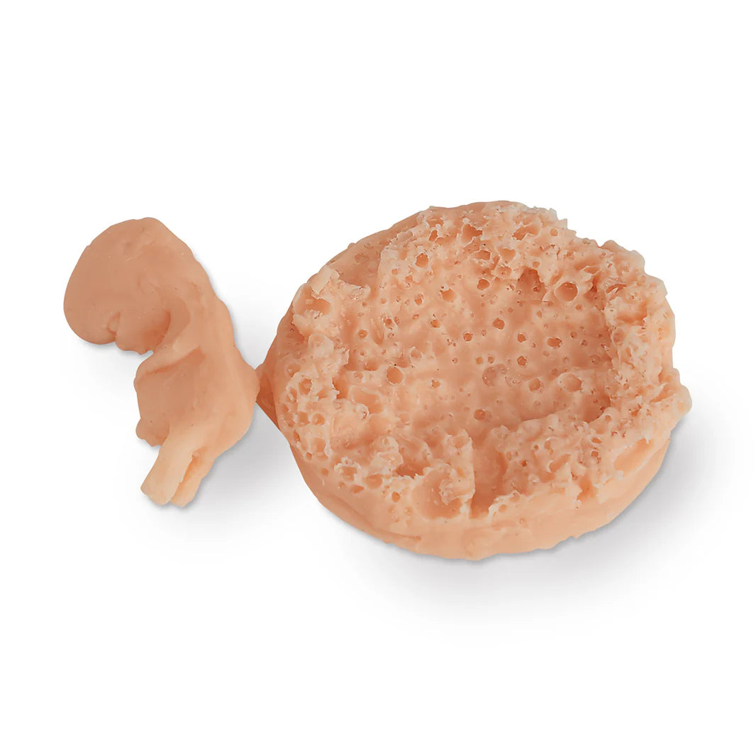 Fetus 7-8 Week