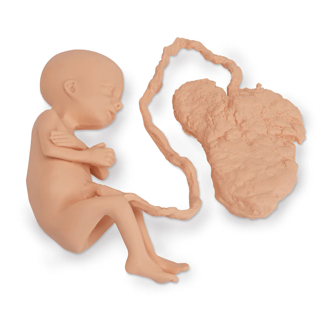 Human Fetus Replica - 7 Month Female