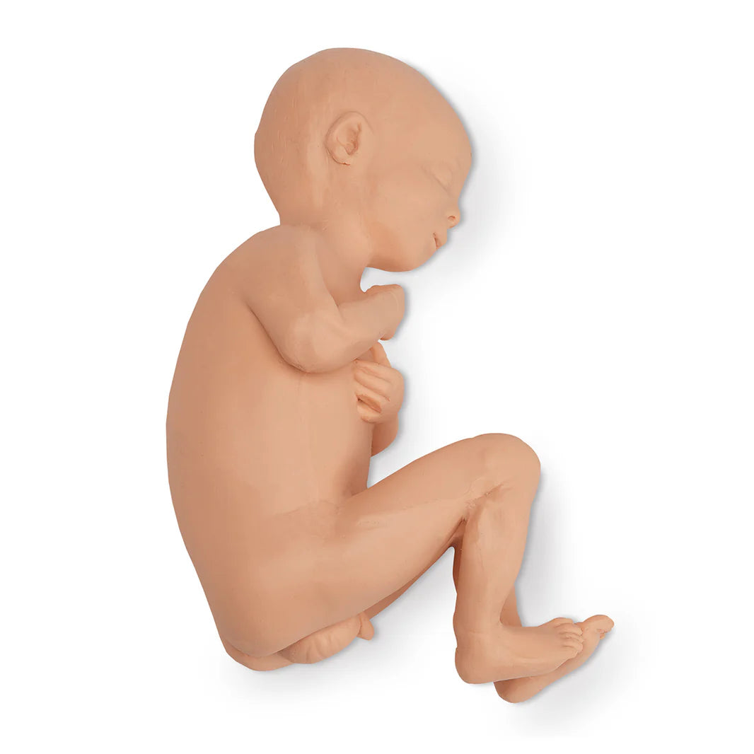 Full-Term Male Fetus Model