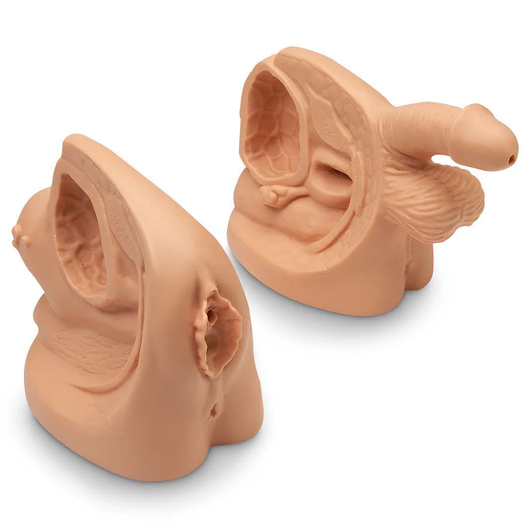 Male Catheter Model