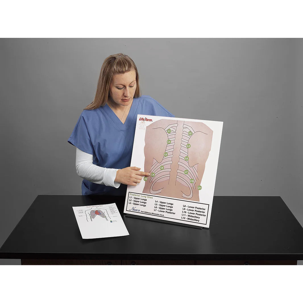 Posterior Auscultation Practice Board Only
