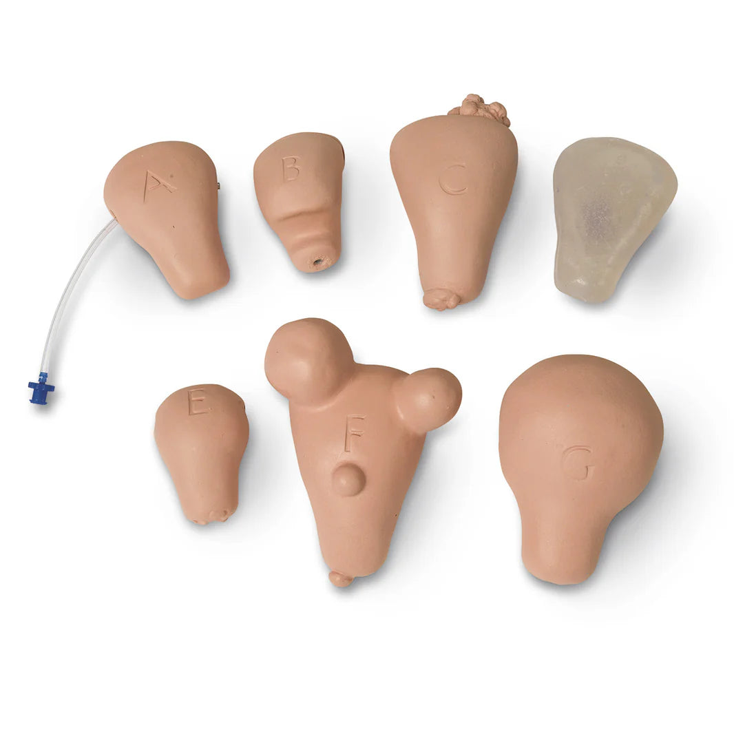 Replacement Uterus, Set of 7
