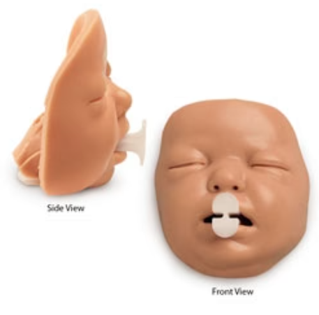 Infant Airway Trainer