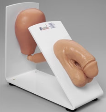 Male Catheterization Trainer