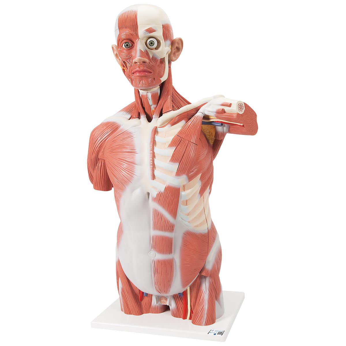 Life-Size Muscle Torso Model, 27 Part