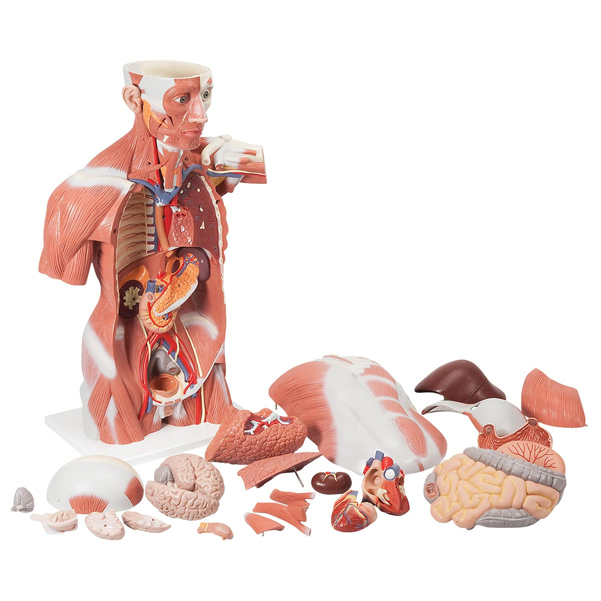 Life-Size Muscle Torso Model, 27 Part