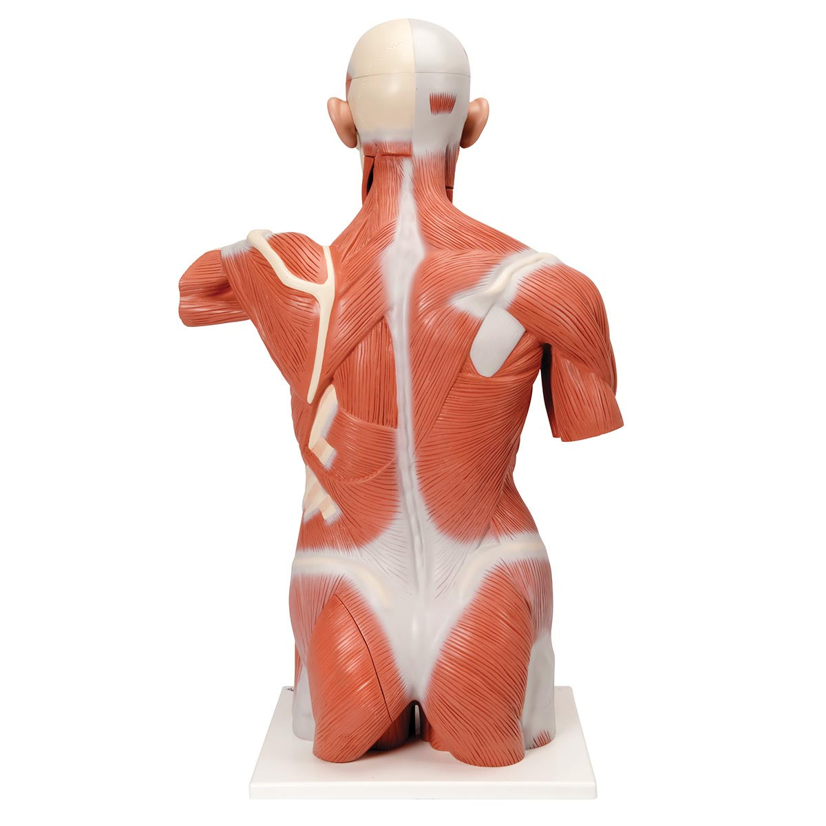 Life-Size Muscle Torso Model, 27 Part