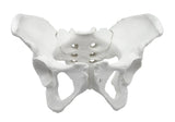 Female Pelvis Model Life Size, 3D Rendering