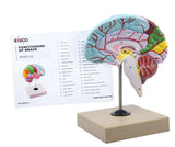 Human Half Brain Model Life-Size Cross Section