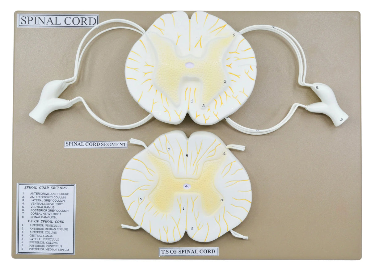Spinal Cord Model 17 Inch Mounted, 10x Enlarged