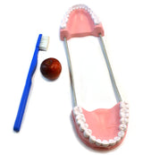 Oversized Dental Care Model with 14.5" Tooth Brush