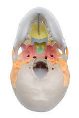Didactic Human Adult Skull Model, 3 Part Color Coded