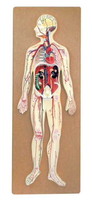 Human Circulatory System Model Hand Painted