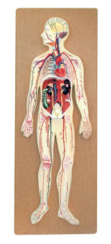 Human Circulatory System Model Hand Painted