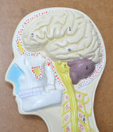 Nervous System Model, 32 Inch Mounted