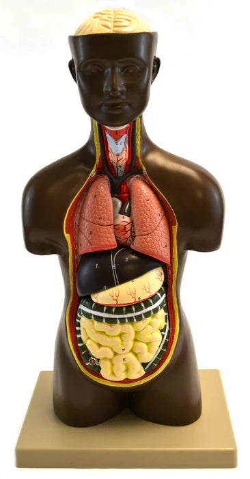 Half-Size Genderless Human Torso Model with Head, 9 Parts