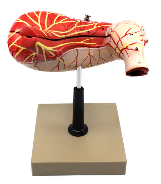 Human Stomach Model 3 Dimensional Sectional View, 2 Parts