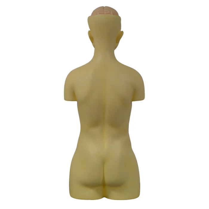 Torso with Head 8 Parts - African American Male