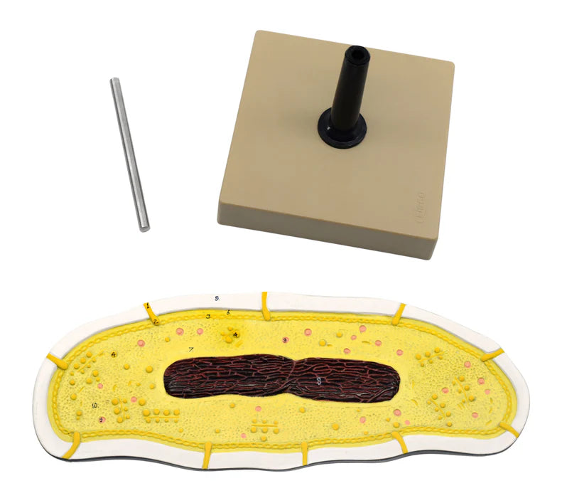 Bacteria Cell Structure Model, 10 Labeled Structures with Key Card