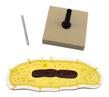 Bacteria Cell Structure Model, 10 Labeled Structures with Key Card