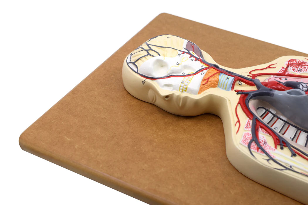 Human Circulatory System Model Hand Painted