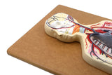 Human Circulatory System Model Hand Painted