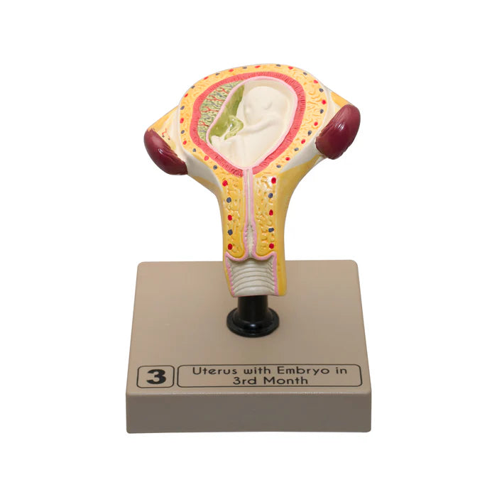 Embryo/Fetus Development in Utero Model Set