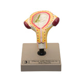 Embryo/Fetus Development in Utero Model Set
