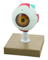 Eye Model 3x Enlarged, 7 Parts
