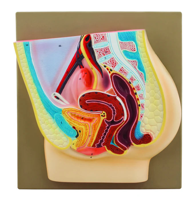 Female Pelvis Model