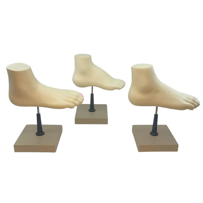 Cross Section of Foot Model, 3 Feet, 18 Features