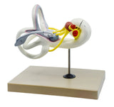 Inner Ear Labyrinth Model, 16x Life Size