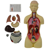 Torso with Head 8 Parts - African American Male