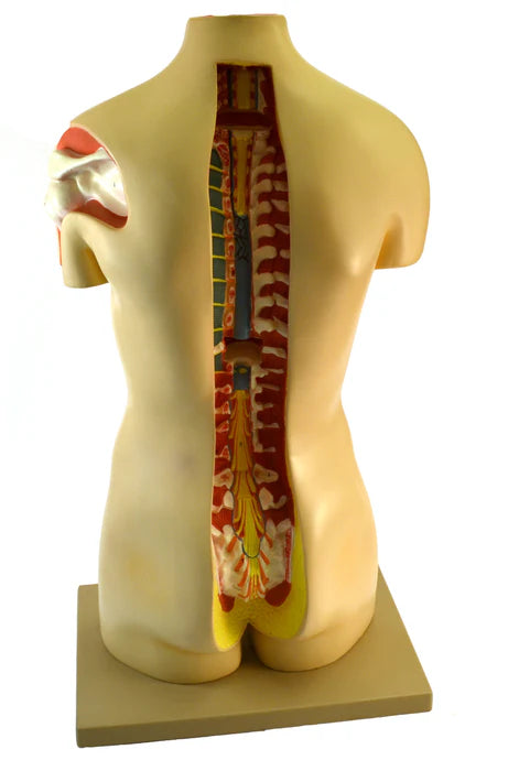 Life-Size Genderless Premium Human Torso with Open Back, 15 Part