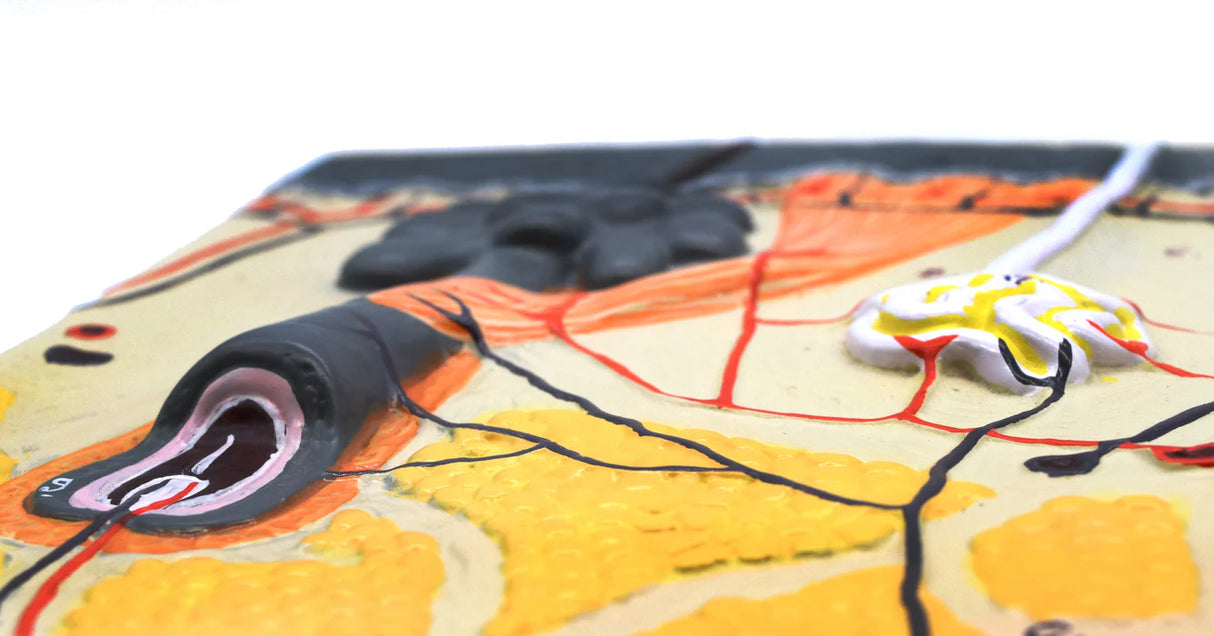 Human Skin Model Enlarged 70x