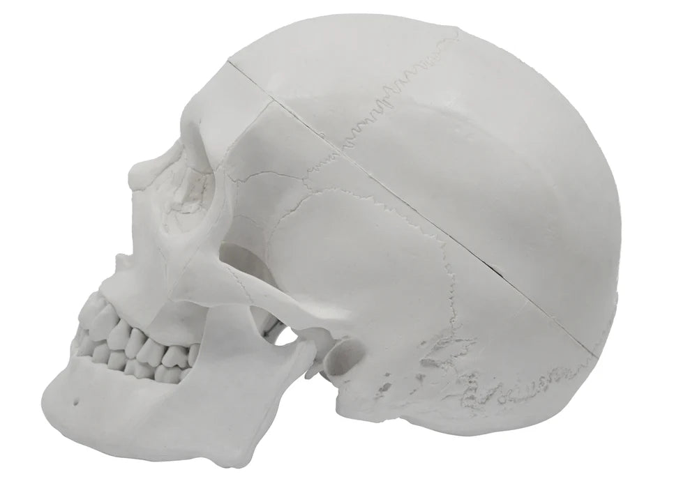 Human Adult Skull Anatomical Model, 3 Part