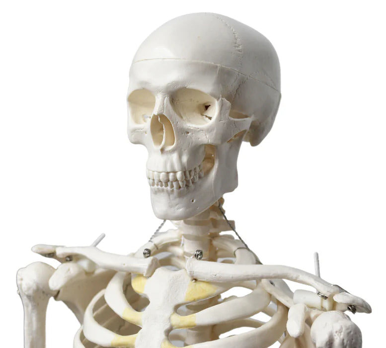 Human Skeleton Model Half Size Articulated Mandible, Rod Mounted