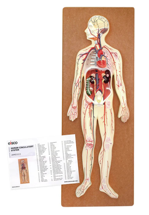 Human Circulatory System Model Hand Painted