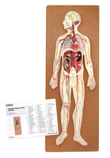 Human Circulatory System Model Hand Painted