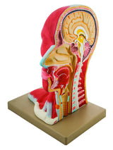 Life-Size Human Head Model, Median Section