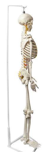 Human Skeleton Model Half Size with Nerve Endings, Hanging Mount