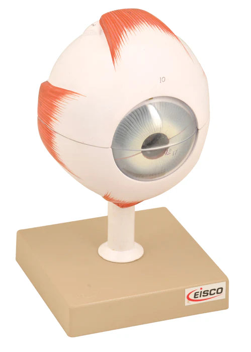 Eye Model Enlarged 5x Life Size, 6 Parts