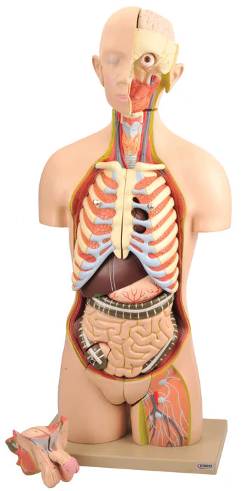 Dual Gender Torso Model with Open Front and Back Sections, 28 Parts