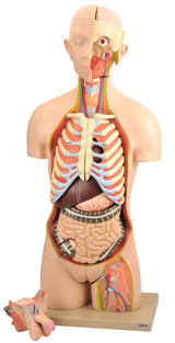 Dual Gender Torso Model with Open Front and Back Sections, 28 Parts