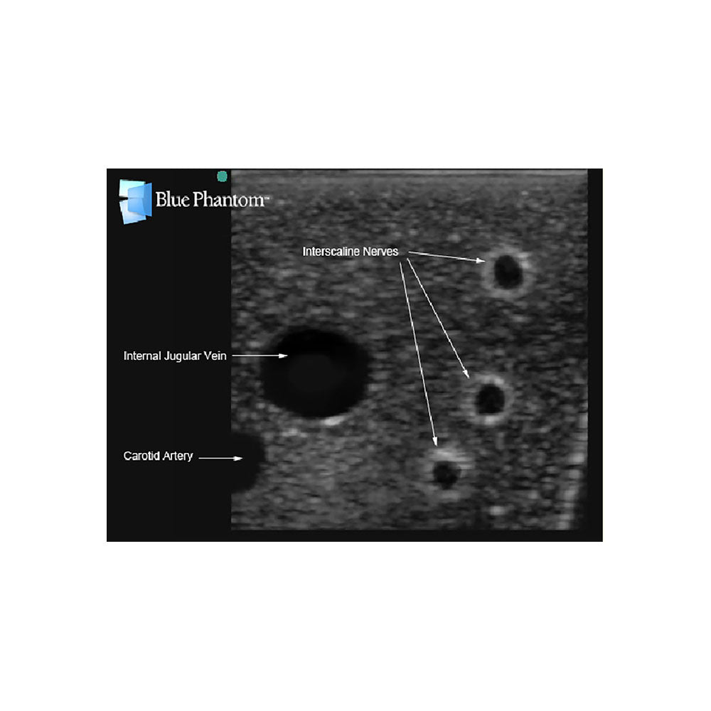 Blue Phantom Central Line and Regional Anesthesia Ultrasound Training Models