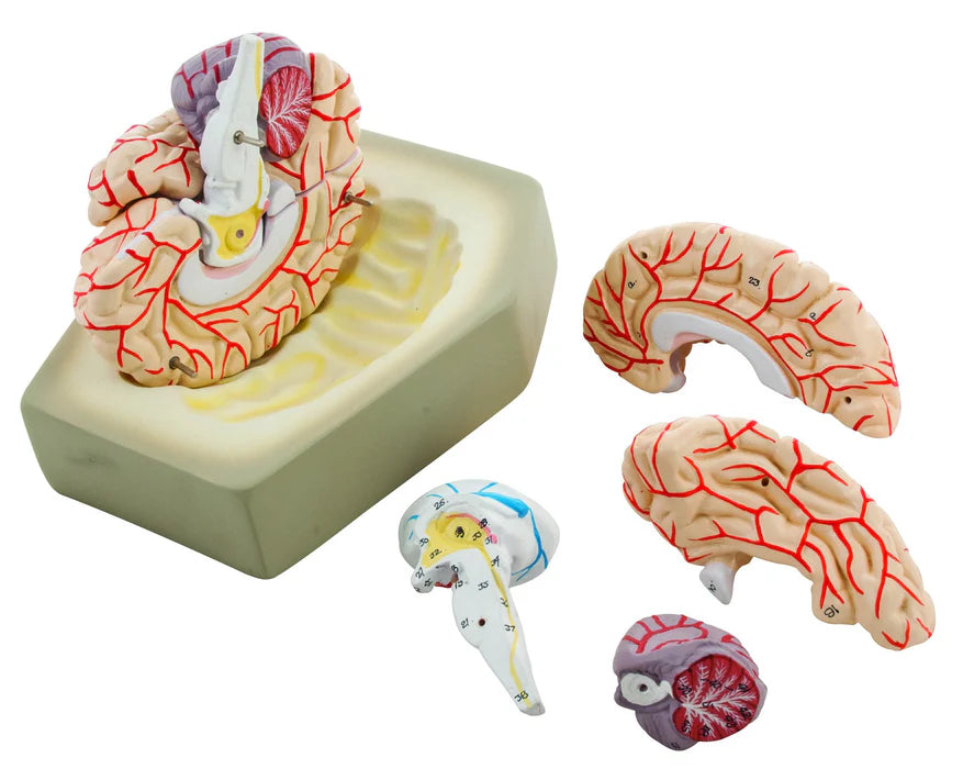 Human Brain with Arteries - 8 parts