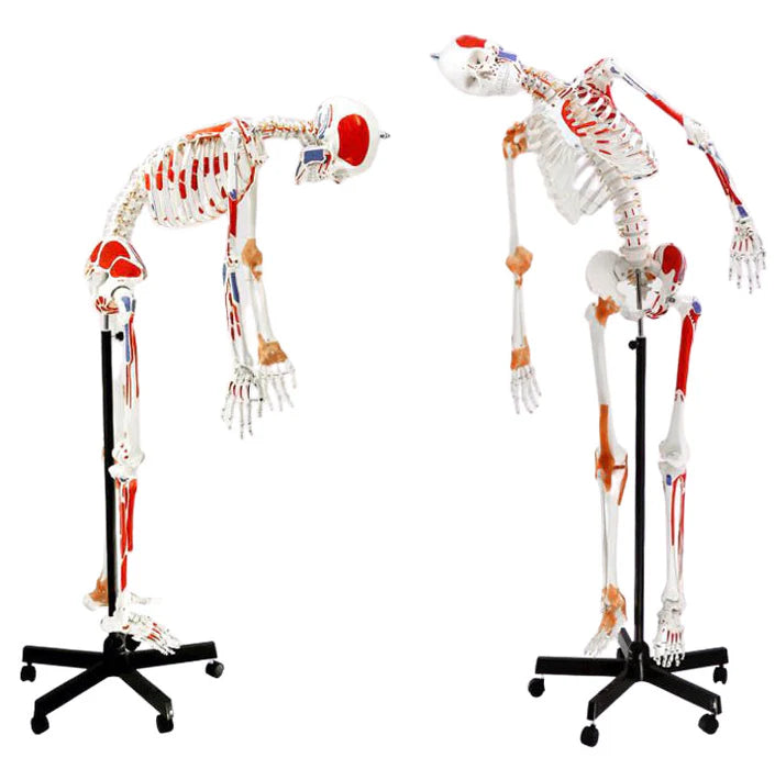 Flexible Muscular Skeleton, Muscle Origin & Insertions, Ligaments