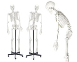 Human Skeleton Rod Mount 170cm with Flexible Spine